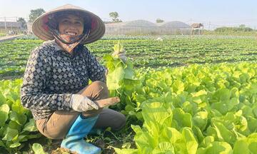 Cận cảnh vùng trồng rau ngoại thành Hà Nội giữa cơn 'sốt' giá