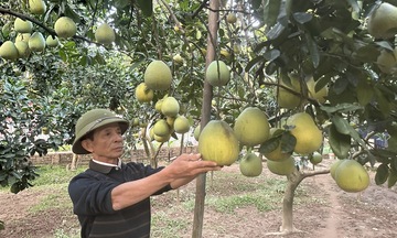 Phú Thọ mở rộng vùng nguyên liệu xuất khẩu