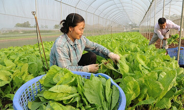 Các giải pháp giúp ổn định thị trường nông sản Thủ đô