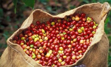Xuất khẩu cà phê Việt Nam tăng trưởng vượt kỳ vọng