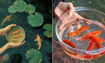 Cách chọn cá chép khỏe, đẹp cúng ông Công ông Táo để may mắn cả năm