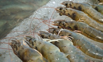 Hàn Quốc đẩy mạnh nhập thủy sản Việt Nam trong 10 tháng 2025