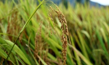 Đồng Tháp đẩy mạnh canh tác lúa chất lượng cao, phát thải thấp