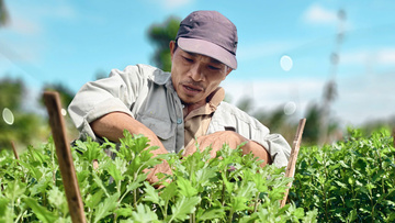 Làng hoa lớn nhất Quảng Ngãi vào vụ Tết