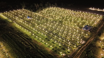 Nhà vườn Gia Lai xuyên đêm chong đèn thức cùng hoa Tết