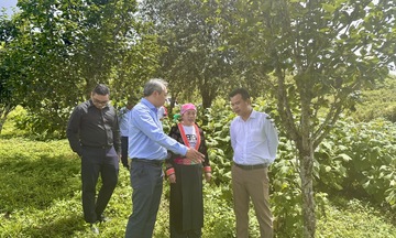 Liên kết sản xuất tạo sinh kế bền vững cho đồng bào dân tộc Lai Châu