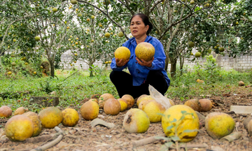 Hàng chục hecta bưởi Diễn rụng quả, nông dân Hà Tĩnh lo mất Tết