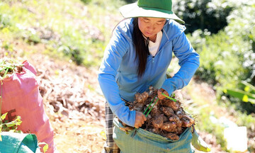 Mở rộng thị trường chế biến dong riềng