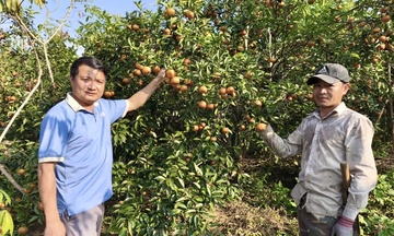  Lan tỏa những đổi thay từ hỗ trợ giảm nghèo ở Tân Pheo