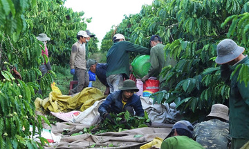 Quảng Ngãi: ‘Tổ đổi công’ giúp nông dân Đăk Hà tăng hiệu quả sản xuất