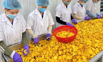 Doanh nghiệp Đồng Tháp chạy đua giữ nguồn mít tươi vào vụ Tết