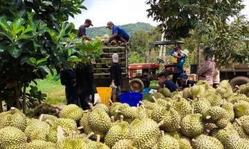 11 tháng năm 2025, xuất khẩu rau quả chính thức vượt kỷ lục