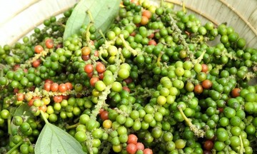 Giá tiêu hôm nay 9/12/2025: Tăng nhẹ vài nơi