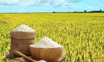 Giá lúa gạo hôm nay ngày 8/12: Gạo xuất khẩu OM 5451 đảo chiều tăng