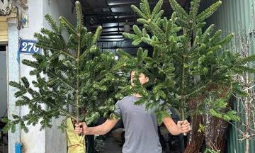 Người dân 'săn lùng' cành thông tươi nhập khẩu đón Giáng sinh