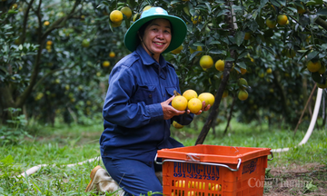 Niềm vui trên những đồi cam hữu cơ Hà Tĩnh