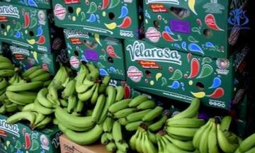 Algeria mời doanh nghiệp Việt Nam tham gia cung cấp chuối quả