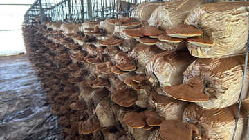 Ngành nấm Đắk Lắk trước cơ hội bứt phá từ nhu cầu thị trường