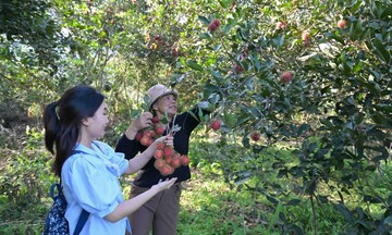 Khánh Hòa: Nông nghiệp đặc sản kéo du khách về vùng cao