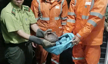 Công nhân Công ty Điện lực Huế kịp thời cứu hộ động vật quý hiếm