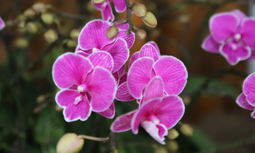 Ngắm vườn lan hồ điệp 6 vạn gốc trồng bằng công nghệ cao ở Hà Tĩnh