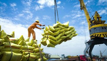 Thương vụ khuyến nghị khi xuất khẩu gạo sang Úc và Trung Quốc