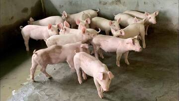 Giá heo hơi hôm nay 14/12/2025: Tiếp tục giữ đỉnh 62.000 đồng/kg