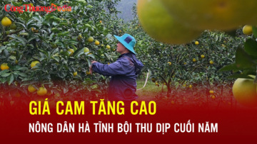 Giá cam tăng cao, nông dân Hà Tĩnh bội thu dịp cuối năm