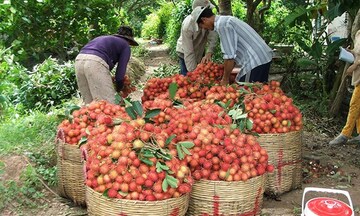 CPTPP tạo lực đẩy cho nông sản Việt mở rộng thị trường