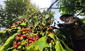 11 tháng, xuất khẩu cà phê đạt 7,94 tỷ USD, tăng gần 61% giá trị