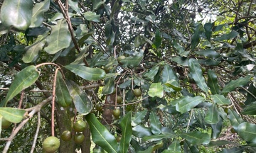 Người tiên phong 'gieo xanh' miền biên viễn