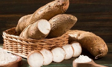 Giá sắn nguyên liệu phân hóa theo vùng, xuất khẩu giữ nhịp tăng