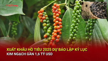 Xuất khẩu hồ tiêu 2025 dự báo lập kỷ lục, kim ngạch gần 1,6 tỷ USD