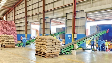 Quy tắc xuất xứ trong xuất khẩu cà phê: Doanh nghiệp Gia Lai tận dụng đến đâu?