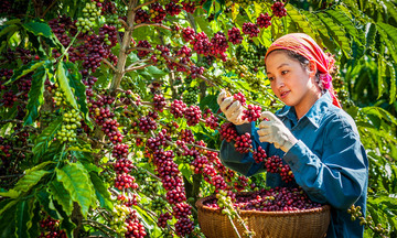 Muốn vào châu Âu, nông sản không chỉ sạch mà còn phải 'đúng xuất xứ'