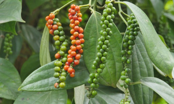 Xuất xứ hàng hóa và con đường nâng giá trị hồ tiêu, gia vị Việt Nam