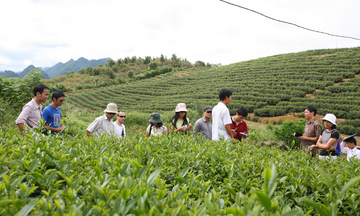 Chè, thủy sản, giày dép dẫn đầu tận dụng C/O ưu đãi tại EVFTA