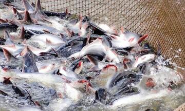 An Giang phân cấp C/O: Giảm thủ tục, tăng lợi thế cho gạo và cá tra xuất khẩu