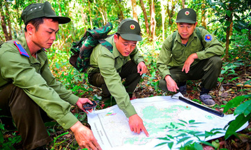 Quảng Ngãi đứng trước cơ hội lớn từ thị trường tín chỉ carbon rừng