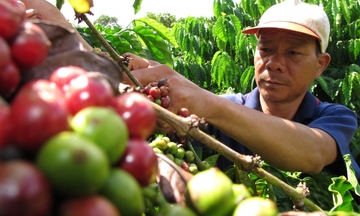 Xuất khẩu cà phê bứt phá nhờ tận dụng C/O ưu đãi