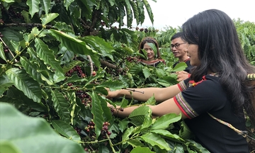 Xuất khẩu cà phê, hồ tiêu: Tăng tốc nhờ xuất xứ hàng hóa và chất lượng