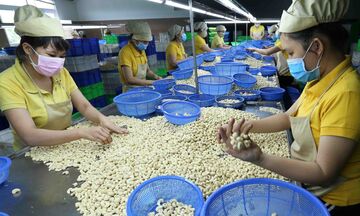 Tận dụng C/O ưu đãi, hạt điều Việt Nam gia tăng lợi thế xuất khẩu