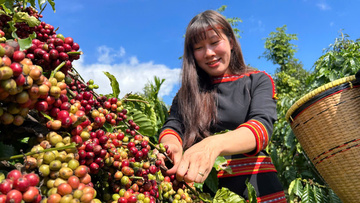 Cấp C/O tại địa phương: Đòn bẩy mới cho nông sản Đắk Lắk trước EUDR