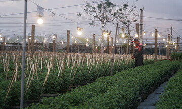 Đà Nẵng: Làng hoa Dương Sơn vào vụ Tết