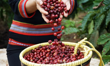 Đắk Lắk: Cơ hội khi phân quyền cấp giấy chứng nhận xuất xứ