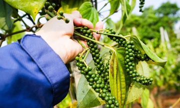 Chuẩn hóa hướng dẫn C/O để nâng năng lực thực thi FTA