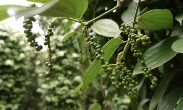 Làm chủ xuất xứ hàng hóa để khai thác hiệu quả ưu đãi FTA