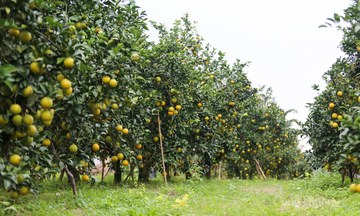 Đa dạng hóa kênh tiêu thụ cho cam Hà Tĩnh