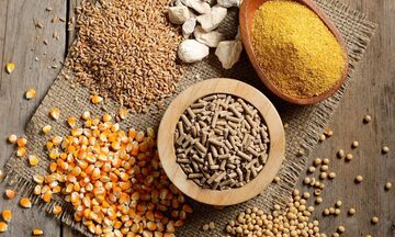 C/O ưu đãi mở rộng thị trường cho thức ăn gia súc Việt Nam