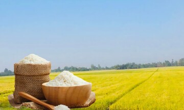 Giá lúa gạo hôm nay ngày 24/12: Gạo xuất khẩu tăng nhẹ